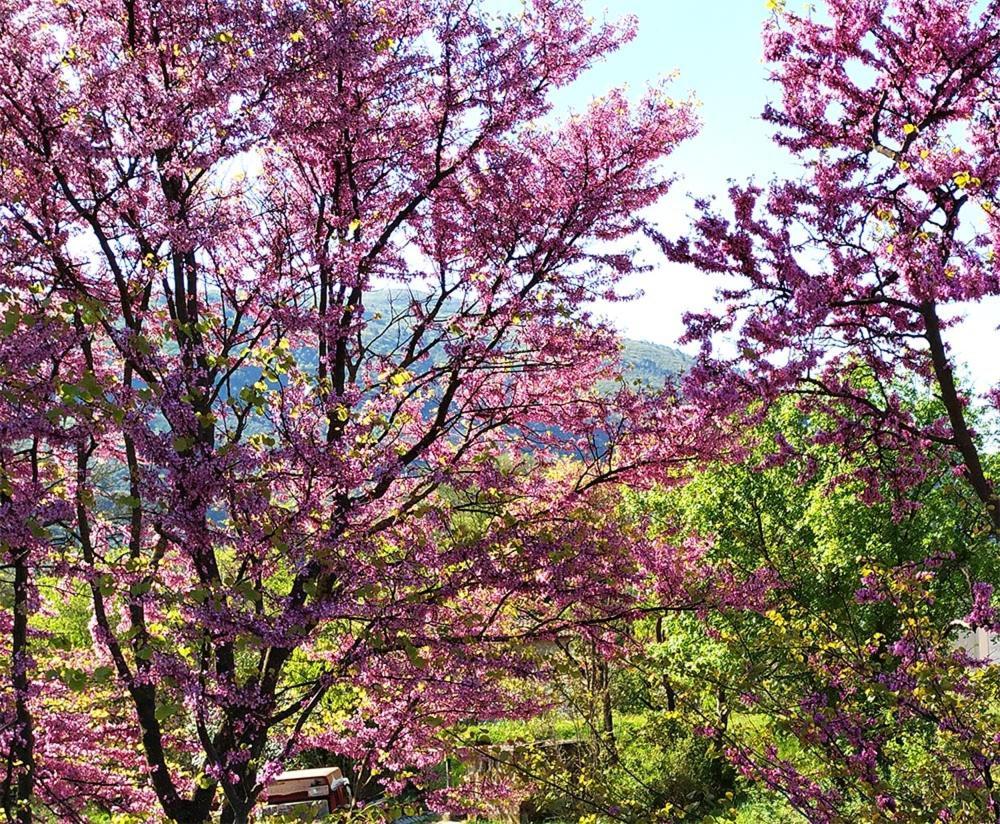 Agriturismo I Melograni Ferentillo Екстер'єр фото